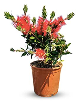 CALLISTEMON IN STRAUCHFORM 75 CM - A+