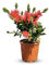 CALLISTEMON IN STRAUCHFORM 75 CM - A+