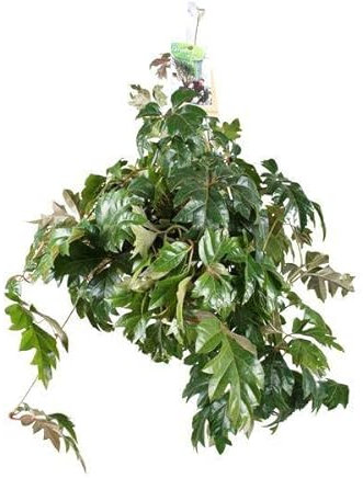 Zimmerrebe - Cissus Rhombifolia Ellen Danica - Zimmerpflanze - Ø17cm - 70cm