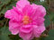 5 Samen von Hibiscus Mutabilis Confederate Rose