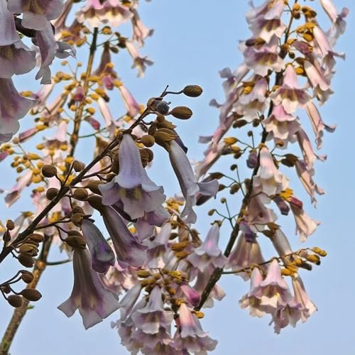 80 pcs blauglockenbaum kiribaum samen baumsamen pflanzensamen geschenk (Paulownia tomentosa) bäume kaufen hochbeet garten-geschenke samen winterhart samen balkon pflanzen winterhart