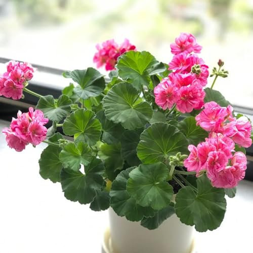 geranien samen hängend, hochbeet, zimmerpflanzen samen wildblumensamen, blumen pflanzen pflanzen, balkon beet hochbeet balkon, exotische pflanzen kletterpflanzen winterhart, 300pcs