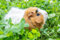 25 qm Kleintier Futterwiese Samenmischung Samen zur Aussaat mit 26 verschiedenen Blumen- und Wildkräutersorten für Meerschweinchen, Kaninchen, Schildkröten