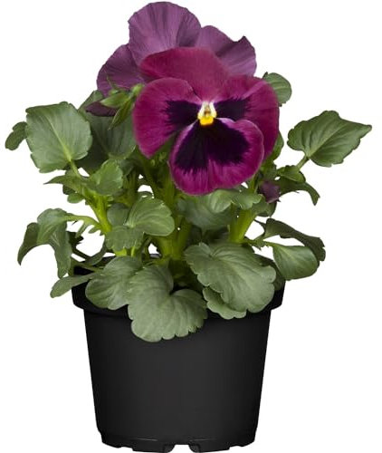 Viola × wittrockiana o Pensamiento Flor de otoño Ideal para tu jardín