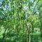 5 pcs moringa samen zum pflanzen, alte sorten, hochbeet (Moringa oleifera) bäume kaufen, exotische pflanzen samen alte sorten saatgut, kletterpflanze topfpflanzen für draußen, garten-geschenke