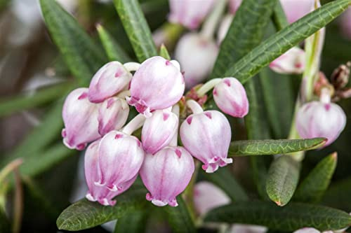 Rosmarinheide Andromeda polifolia 15-20 cm Moorbeetpflanze winterhart