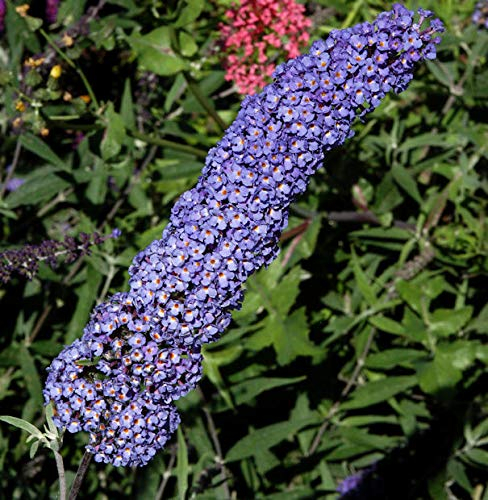 Sommerflieder Nanho Blue 100-125cm - Buddleja