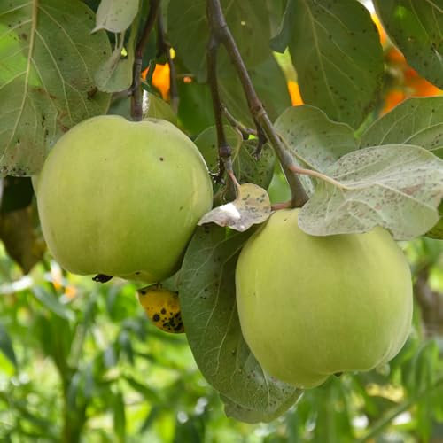 200 pcs Quittenbaum Kaufen Samen, obstpflanzen, gartendeko für draußen Obstbaum, Cydonia oblonga, garten geschenke für frauen, samen balkon garten pflanzen, pflanzen winterhart bio