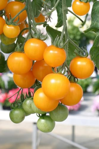 Viridis Hortus - 3 x Tomato Tumbling Tom Yellow Plug Plants (Yellow Trailing Sweet Cherry Size Fruits)
