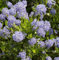 Immergrüne Säckelblume `Victoria´, Ceanothus impressus, 30-40cm im 3L-Topf