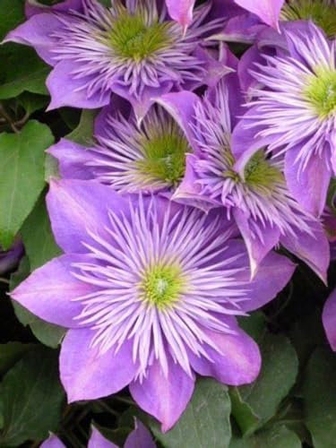 Clematis Zwiebeln Clematis Clematis Winterhart Clematis Knollen Clematis Rhizome Clematis Plant Live Clematis MehrjäHrig Clematis Pflanzen -6 Zwiebeln-C