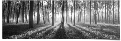 REINDERS Poster, Sonnenaufgang im Wald, Schlafzimmer, Bilder, Wanddeko, Room Decor, 170 gr. glänzend Bilderdruckpapier, Schwarz, 53x158cm
