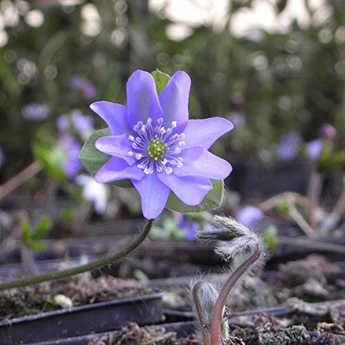 Blumixx Stauden Hepatica nobilis - Leberblümchen blau Bodendecker winterhart