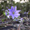 Blumixx Stauden Hepatica nobilis - Leberblümchen blau Bodendecker winterhart