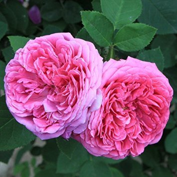 ZECHONDRA Fresh 50 Stück rosa Damaszener-Rosen-Blumensamen
