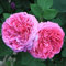 ZECHONDRA Fresh 50 Stück rosa Damaszener-Rosen-Blumensamen