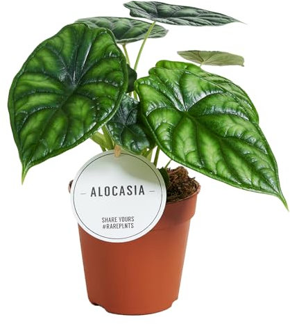 Alocasia Dragon Scale - Elefantenohr, Pfeilblatt - Rarität - Topf Ø 12 cm
