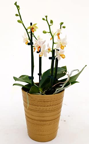 POWERS TO FLOWERS - ORCHIDEA PHALAENOPSIS MINI MARK, 4/5 STELI, IN VASO CERAMICA ORO, Pianta Vera