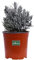 Pianta di Lavandula Angustifolia Dwarf Blue Pianta di lavanda pianta da esterno pianta di Lavada ornamentale pianta vera pianta da giardino fiore blu venduta da eGarden.store