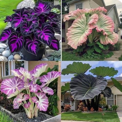 Oreja de elefante bulbos,Elefante Orejas Bulbos,Embellecer el entorno,Paisajismo,Bulbos de alocasia,Natural colocasia,Elefante planta,Plantas de interior y exterior.-3bulbos-greenA