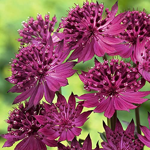Astrantia Venice Masterwort est une plante vivace herbacée compacte à ramification extérieure.