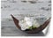Feeby Fototapete Moderne Wanddeko Wandbild Blume Orchidee Pflanze 350x245 cm Grau Wandtapete Design Kinderzimmer Küche Büro Flur Wohnzimmer Shabby Chic Rustikal