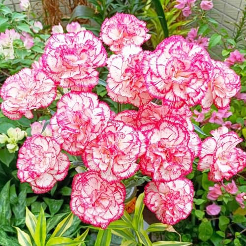 2000 Piezas Semillas de Clavel, Semillas Clavel, Semillas de Flores, Semillas Flores Exterior, Semillas Plantas Para Jardín, patio, granja (Rosa Blanco)