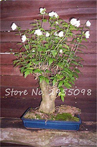 Seeds Rooms Ornamental-Plant Mini Bonsai Hibiscus Seeds, Rare Potted Flower Seeds, Perennial Flowers Garden Greenhouse Plant 100 Pcs 20