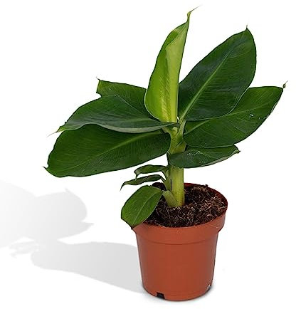 Bananier nain oriental - h25cm, Ø12cm - plante d'intérieur