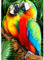 AIRDEA 5D Bunte Papageien Diamond Painting, Diamant Painting Erwachsene Set, Full Drill Bilder Diamant Malerei Poster Kreuzstich Kits 30x40cm