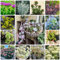 300 Pcs Sedum Samen Winterhart Samen - Sedum Spectabile - Gartendeko Für Draußen, Sedum Samen Mix, Bodendecker Winterhart Mehrjährig, Geschenke Für Gartenfreunde, Sukkulenten, Zimmerpflanzen