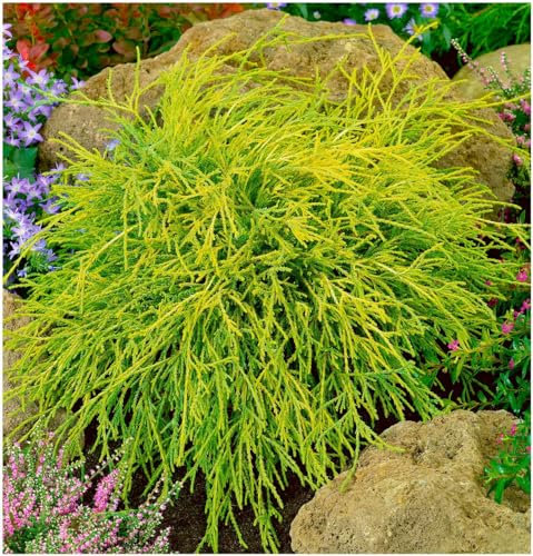 GrowOn Shrubs [2 Litre] Dwarf Conifer Chamaecyparis Pisifera 'Filifera Sungold' | Evergreen Shrub | Outdoor Garden Ready Plant