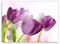 ge Bildet Bild auf Leinwand | Tulpe - Blumen Violett Natur E in 40x30 cm als Wandbild | Wand-deko Dekoration Wohnung modern Bilder | 2206