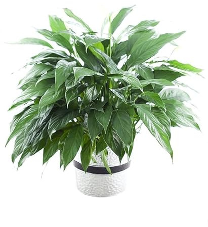 KaBloom - Peace Lily Plant in 6 pot Plant For Delivery Prime - Fresh Flowers for Birthday, Valentine's & Mother's Day