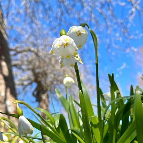 4 pcs Märzenbecher Zwiebeln Kaufen - blumenzwiebeln mehrjährig Leucojum vernum Balkonpflanzen Winterhart Mehrjährig deko blumen, topfpflanzen echt blumenzwiebel, balkonpflanzen winterharte