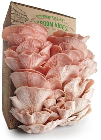 Sakura - Juego de cultivo de setas de ostra de 1 kg, kit de cultivo para gourmets, fácil cultivo en casa, múltiples cosechas