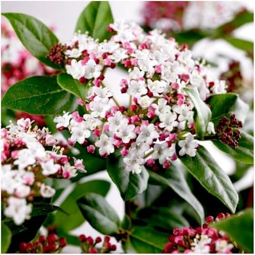 GrowOn Shrubs Viburnum Tinus 'Gwenillian' | Evergreen Shrub | Outdoor Garden Ready Plant | Winter and Spring Flowering | Deep Pink, White Flowers