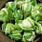 Semillas no - GMO 80, semillas de coliflor de bola de nieve, semillas de microgreens en el huerto de la granja