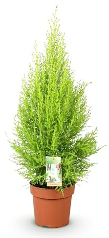 Cupressus Gold Crest Wilma – Conifere per camera – 21 cm – Altezza 85 – 95 cm – Pianta verde oro facile da pulire per soggiorno, ufficio e interni moderni