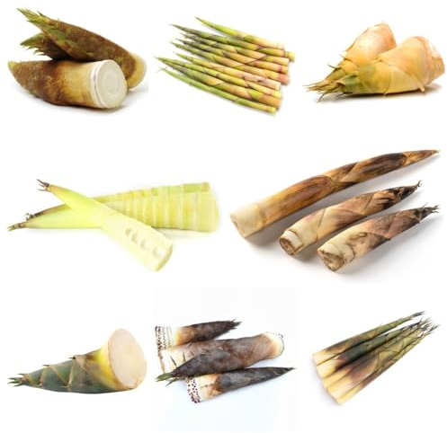 500 Pcs Bambussprossen Frisch Samen - Bamboo Shoot - Wintergemüse Samen Gemüsesamen Bambus Sprossen Samen, Alte Sorten Saatgut, Bio Gemüsesamen Hydrokultur Pflanzen, Saatgut Gemüse