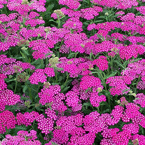 Achillea New Vintage Violet Compatta Perenne a Lunga Fioritura Arbusto da Giardino in Vaso