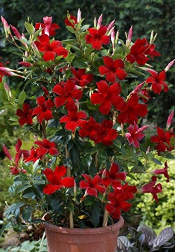 Seltene Pflanzen 50pcs Beutel Mandevilla sanderi Samen Schöne Blume Bonsai Pflanze DIY Hausgarten Seed Sehr Pflanzenset