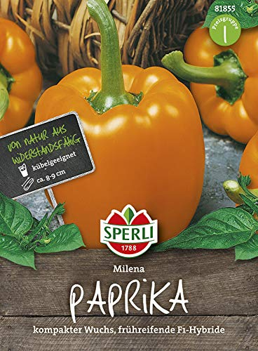 Paprika Milena F1 Gelb-Orange | Paprikasamen von Sperli-Samen