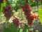 Vitis labrusca CATAWBA Traubenkernen!