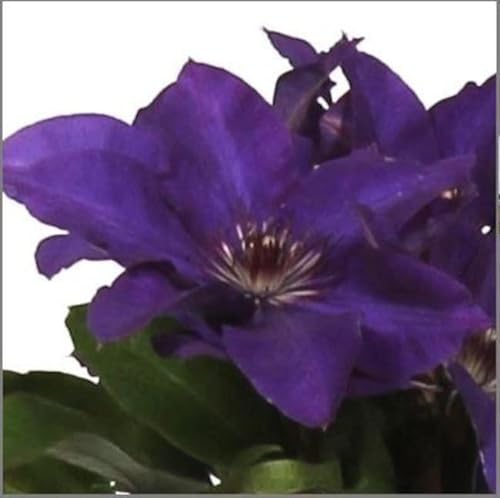 Clematis The President 60-80 cm – Blühstarke Waldrebe, Kletterpflanze für Garten & Balkon, Winterhart & Pflegeleicht