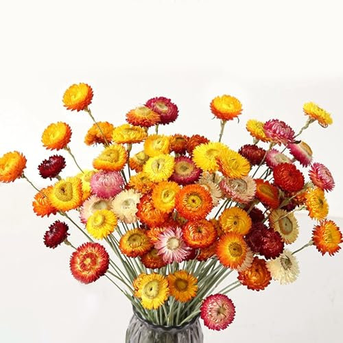 HeCege 24 Pcs Natural Dried Straw Flowers Daisy, Orange Dried Flowers Arrangements for Vase, Home Office Wedding Table Centerpiece Farmhouse DIY Decor, Yellow