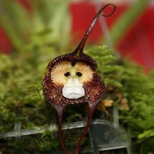 100 semi di orchidee di scimmia