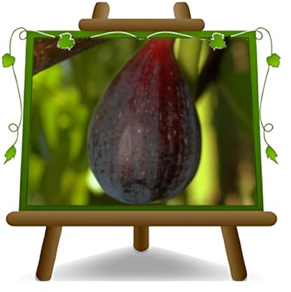 EURO PLANTS VIVAI Figuier Aubergine Plante Fruitière Ancienne Âge 2 ans | pot 20 cm Hauteur maximale 170 cm
