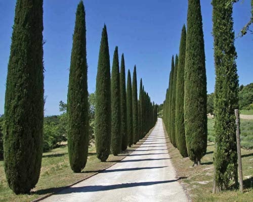 Cipresso toscano cupressus sempervirens Totem pianta sempreverde in vaso ø18 cm h. 120/150 cm Vivaio di Castelletto