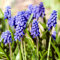 Lot de 10 Bulbes de Jacinthes à grappes - Muscari armeniacum calibre 6/7 - La Main Verte